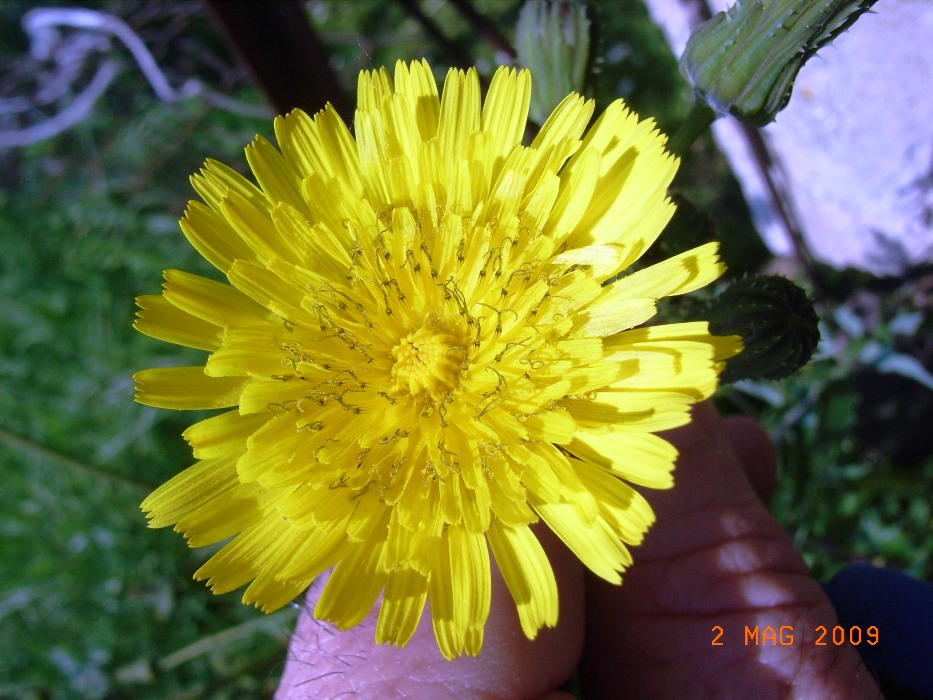 Sonchus asper